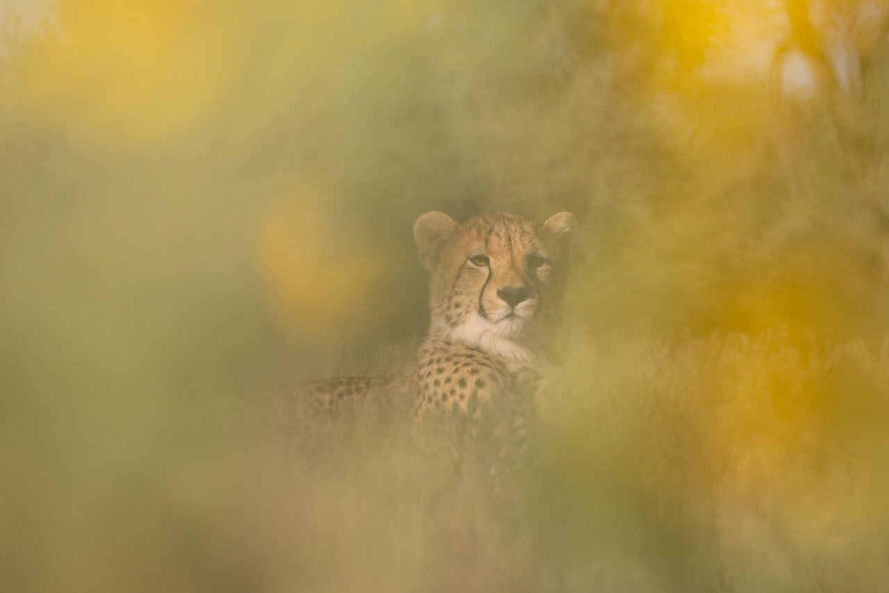 A mother cheat peers through the yellow and green grass of the Kalahari at Tswalu Game Reserve.