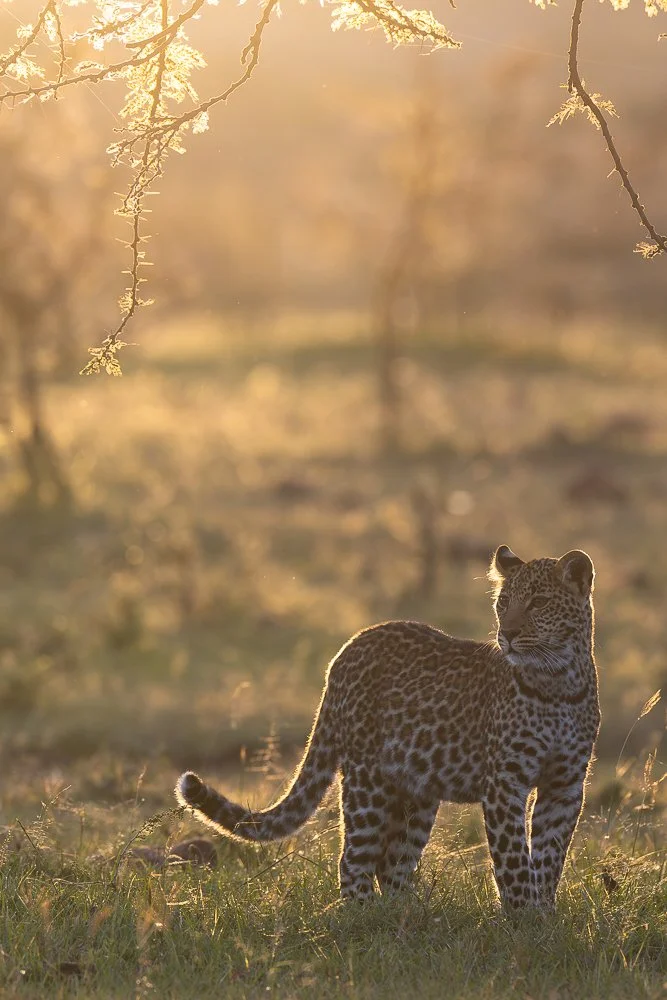 A young leopard looks back for his mother in golden morning light in the Maasai Mara.