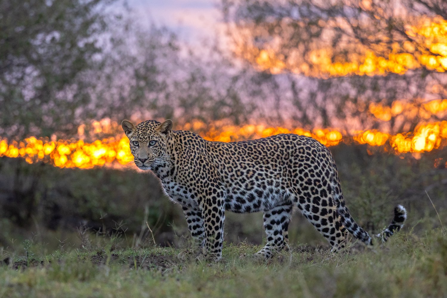 A young male leopard standing on grass with sunset filtering through the foliage in the background.