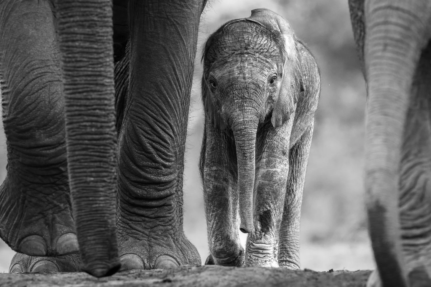 Young elephant walking between adult elephants in a natural setting in black and white.