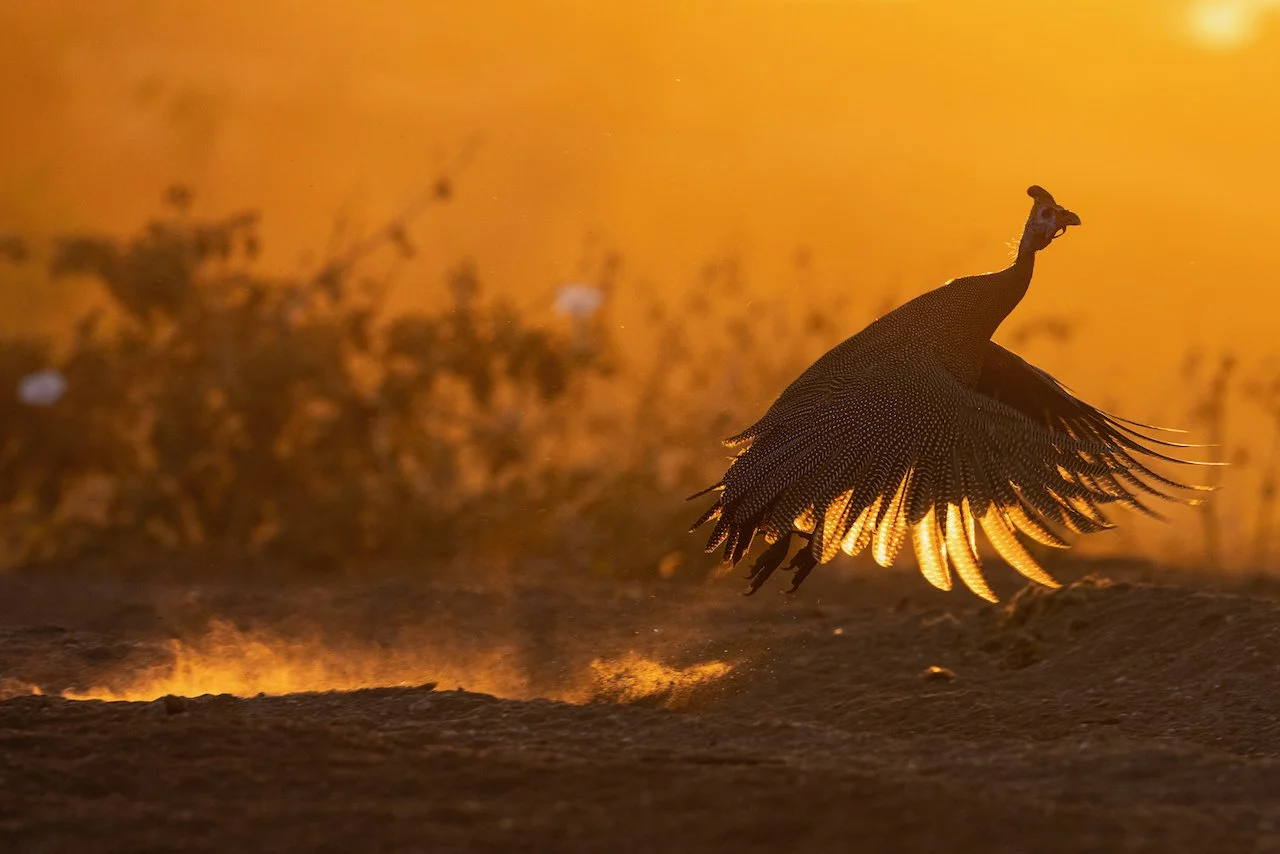 A helmeted guinefowl takes flight at sunrise with outstretched wings backlit by the orange sky.