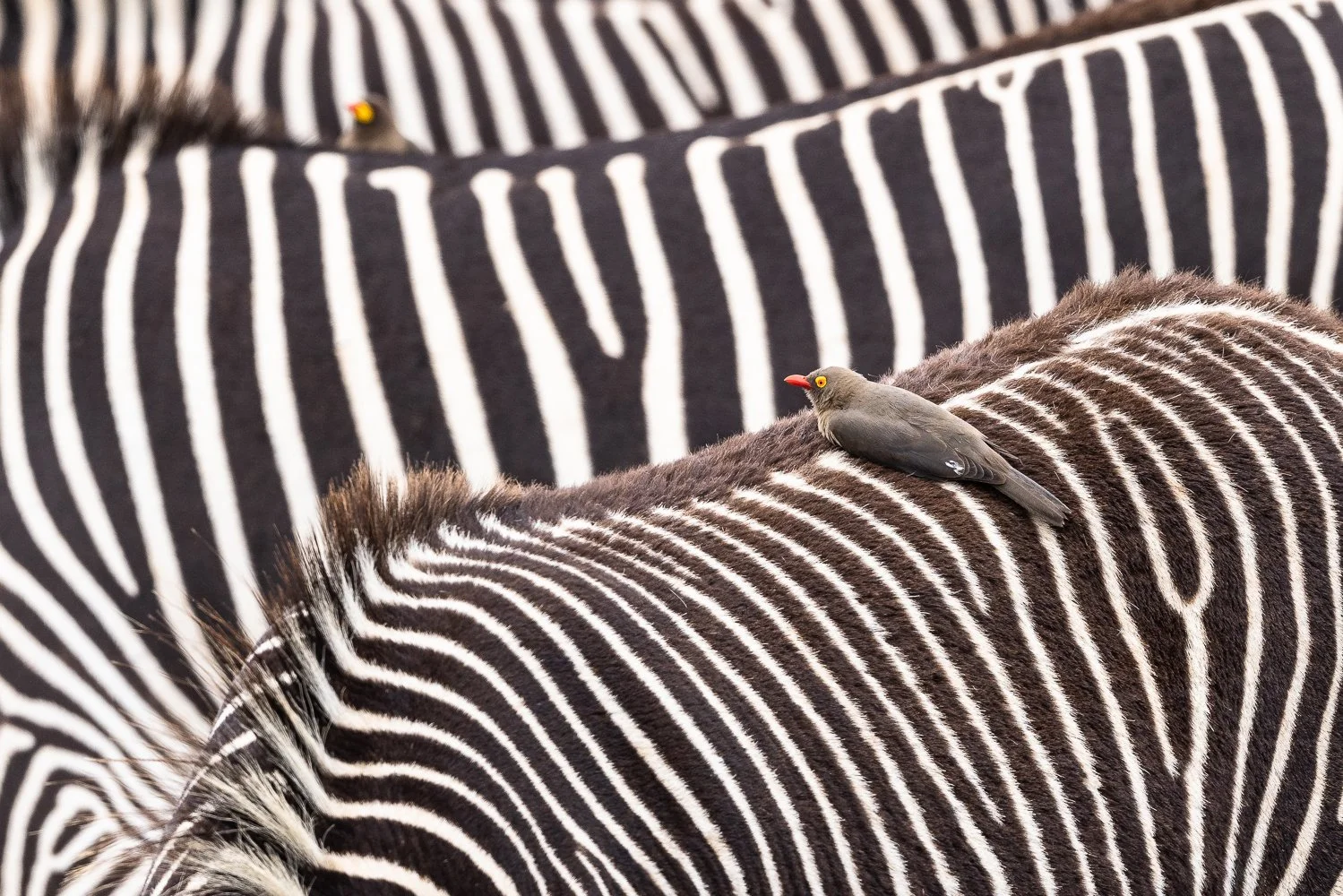 Red-billed oxpecker sits on Greevy zebra's back.