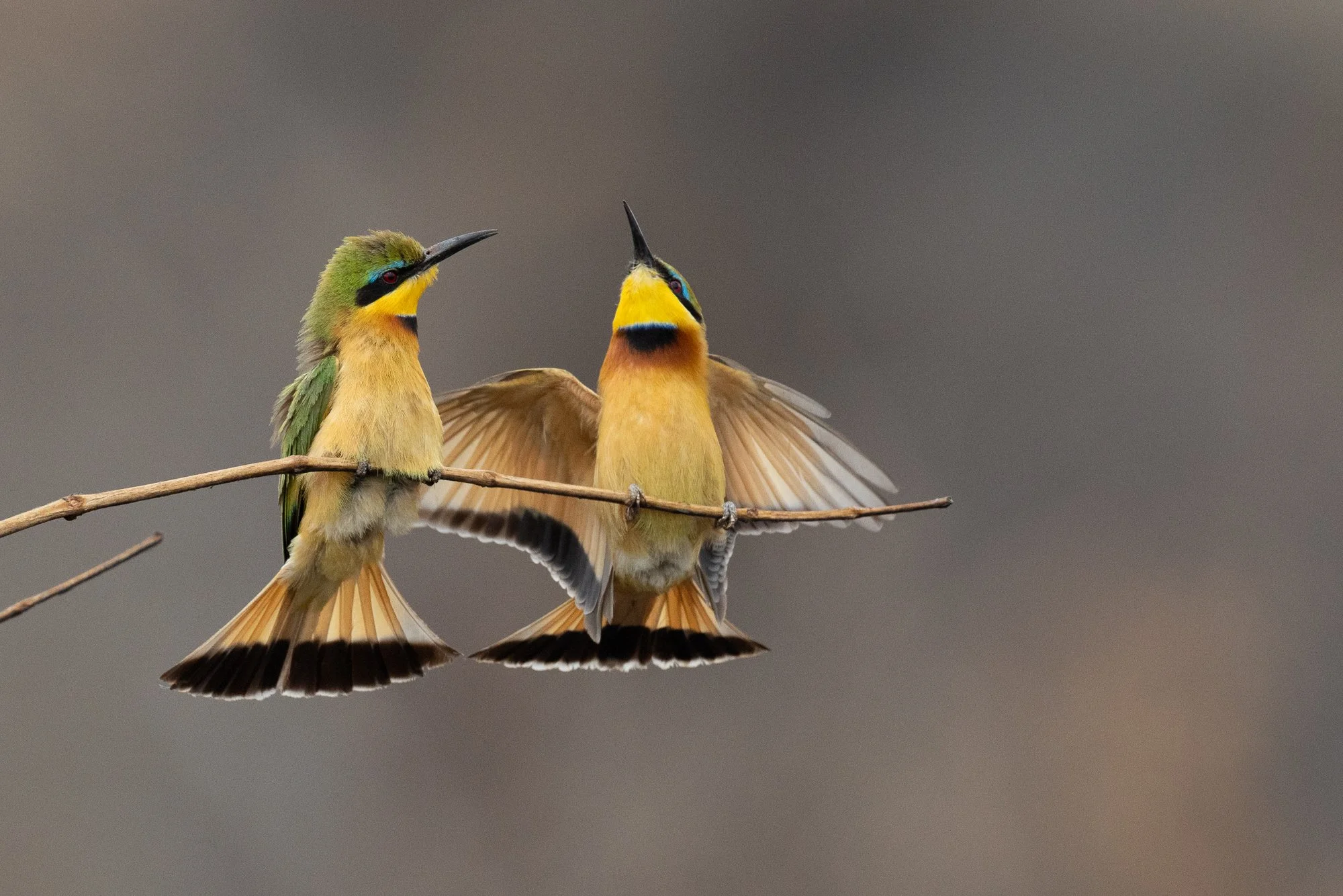 Little bee-eaters display on a branch with burnt ground in the background. Tarangire.