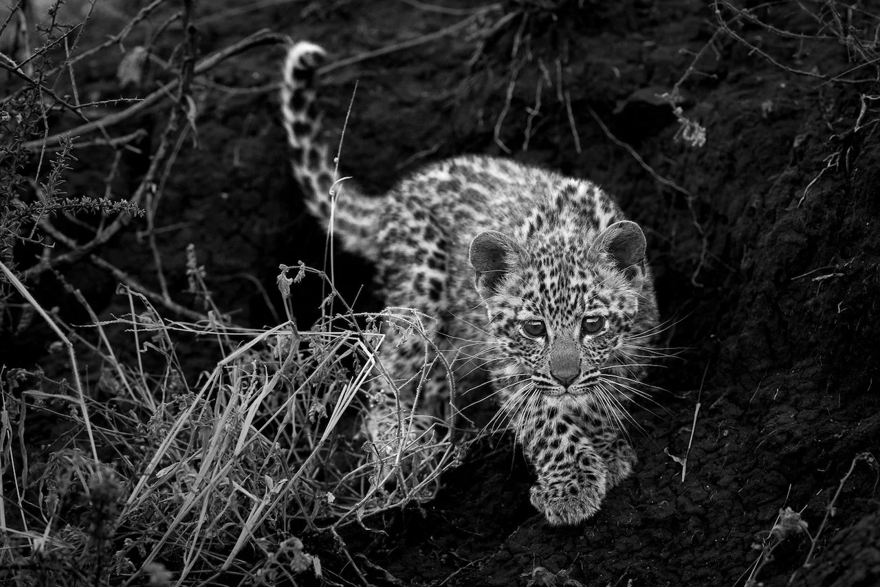 A young leopard cub crawling through grass and dirt.