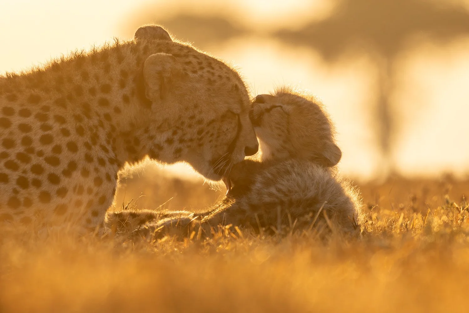 Two cheetahs, an adult and a cub, nuzzle each other in a golden-lit savannah of the Maasai Mara.