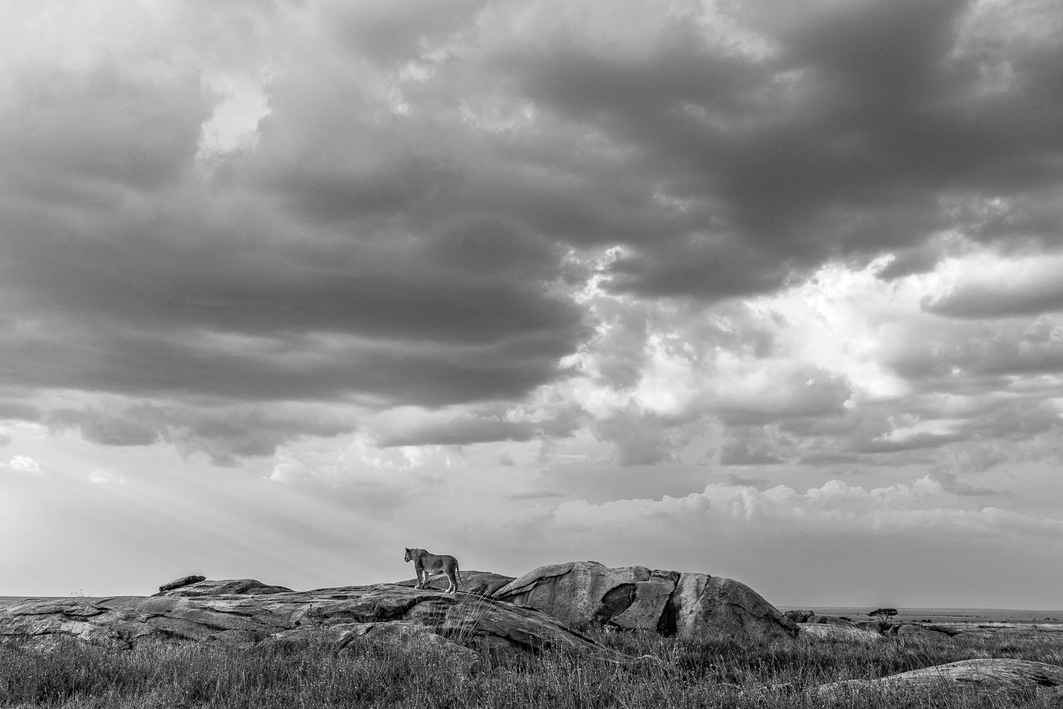 Lioness on koppie in the Serengeti (black and white)
