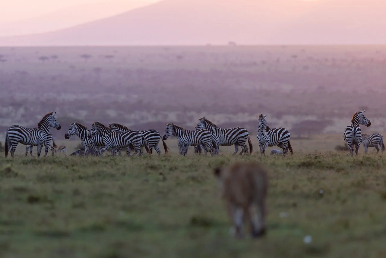 Lioness stalks a herd of zebra in the Maasai Mara.
