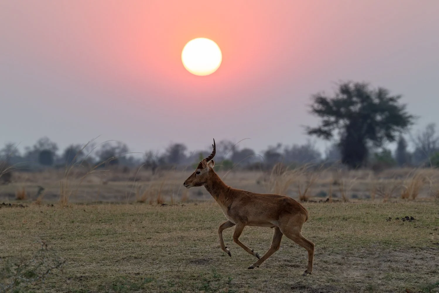 A puku antelope on the plains with the sun setting in the background.