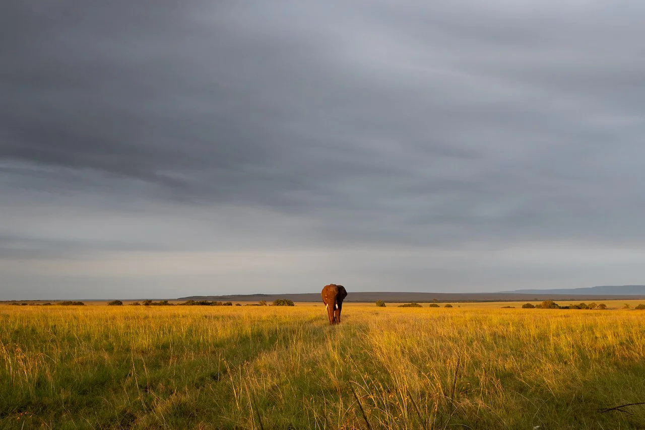 Elephant walking across a grassy plain under dark, cloudy sky.