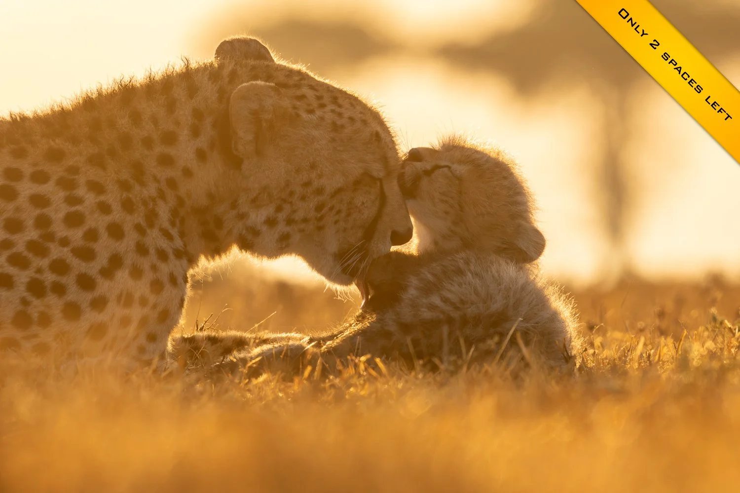 A mother cheetah and her small cub share an intimate moment in the golden light of Kenya's Maasai Mara