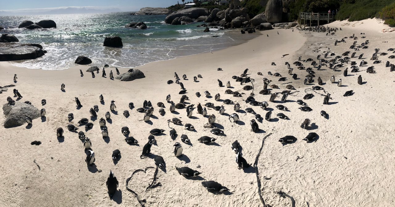 African Jackass Penguins at Boulders Beach in Cape Town