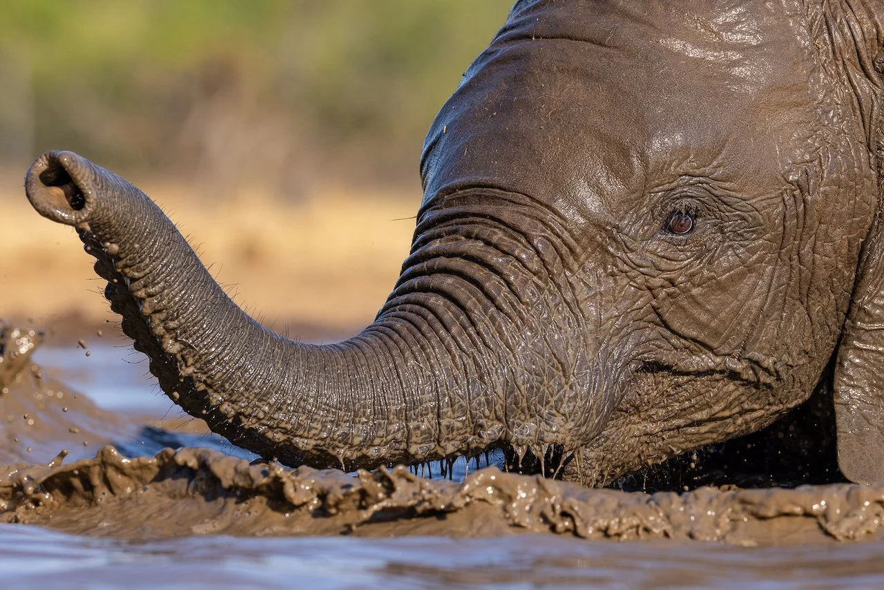Close-up of a young elephant with a muddy trunk in water.