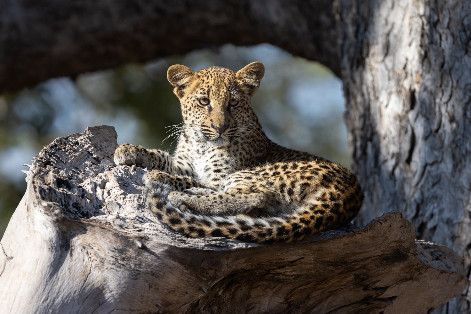 A leopard cub perches on top of a fallen tree branch with tail curled around himself in South Luangwa.