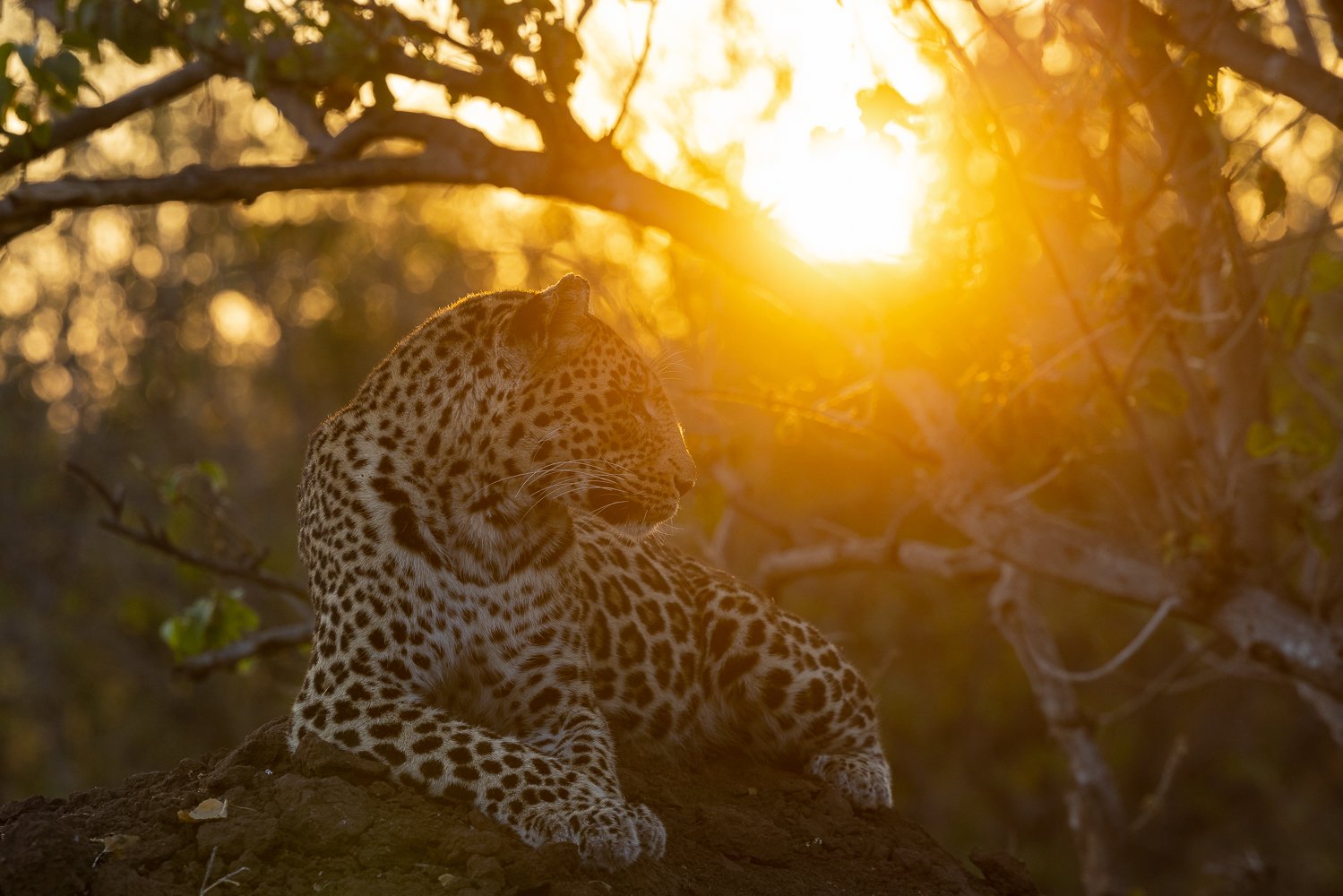 A leopard enjoys the first rays of sun while resting on a termite mound in Mashatu.