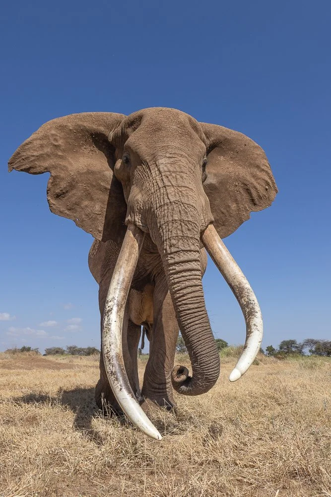 Craig, the largest of the Big Tuskers in Amboseli.