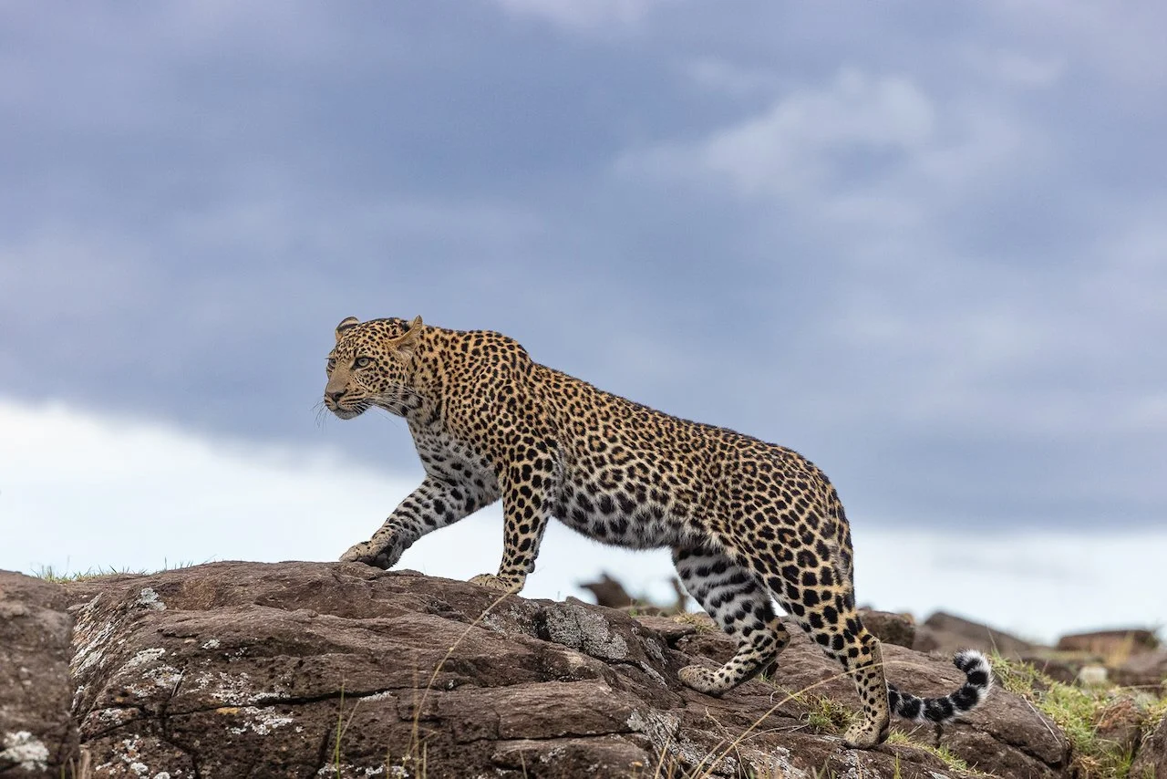 A leopard walking on rocks in a natural environment with cloudy sky in the background.