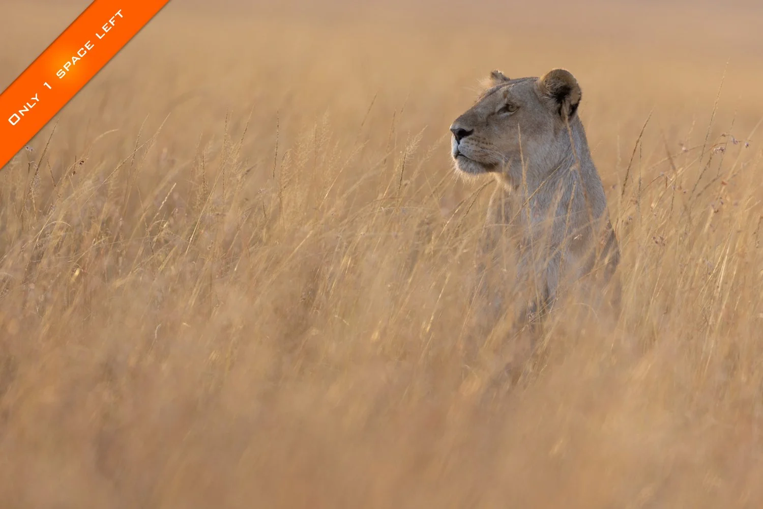 An alert lioness in the grassy plains of the Maasai Mara in Kenya