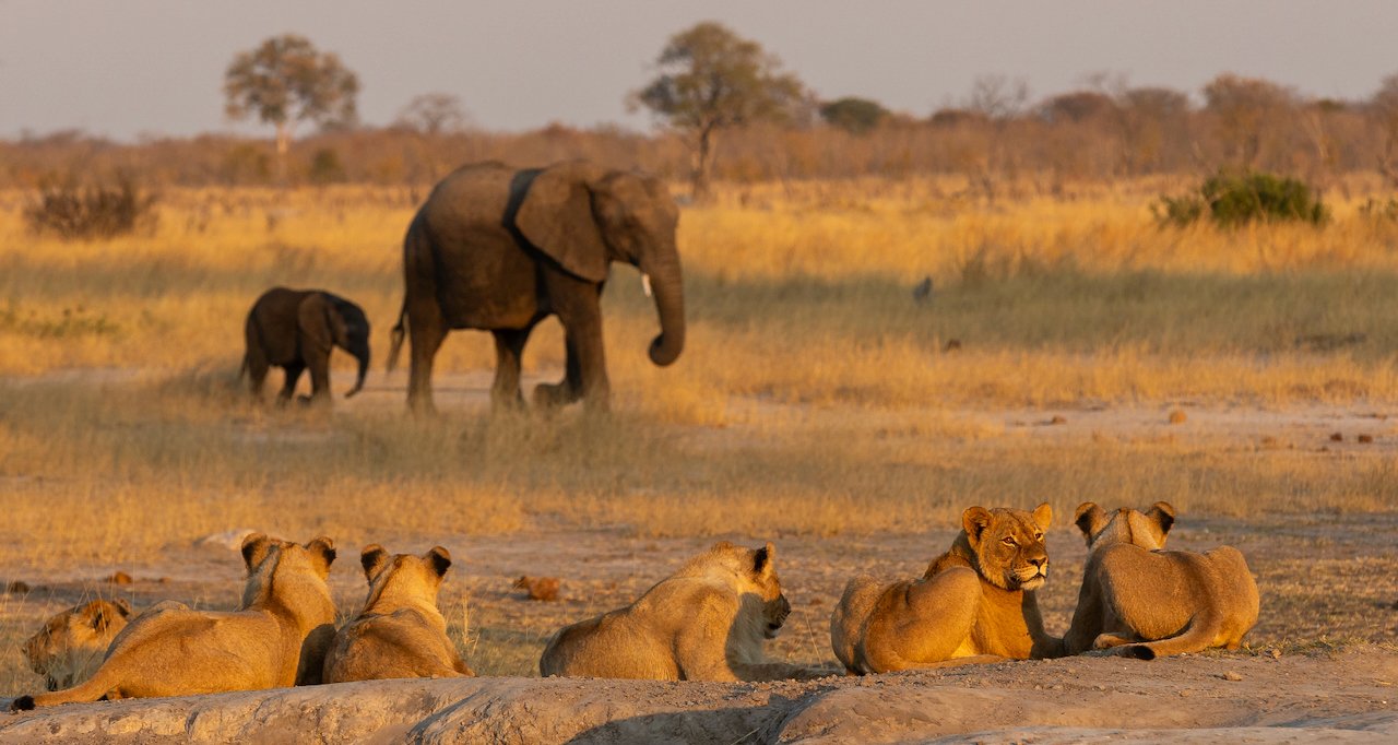 Lions Stalking Eles.jpeg