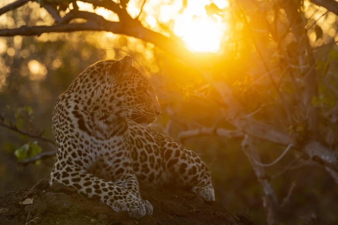 A female leopard sits on a termite mound at sunrise in Mashatu.