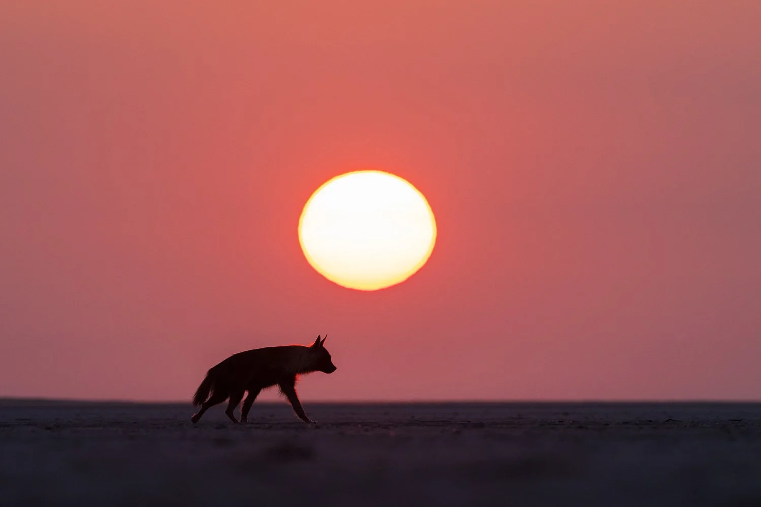 A brown hyena at sunrise over the Makgadikgadi Salt Pans