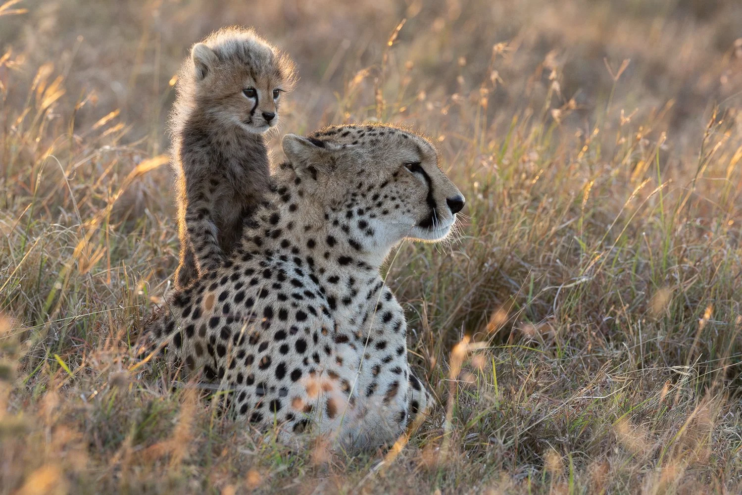 A cheetah lying in tall grass with a cheetah cub resting against its back, in a natural grassland setting.