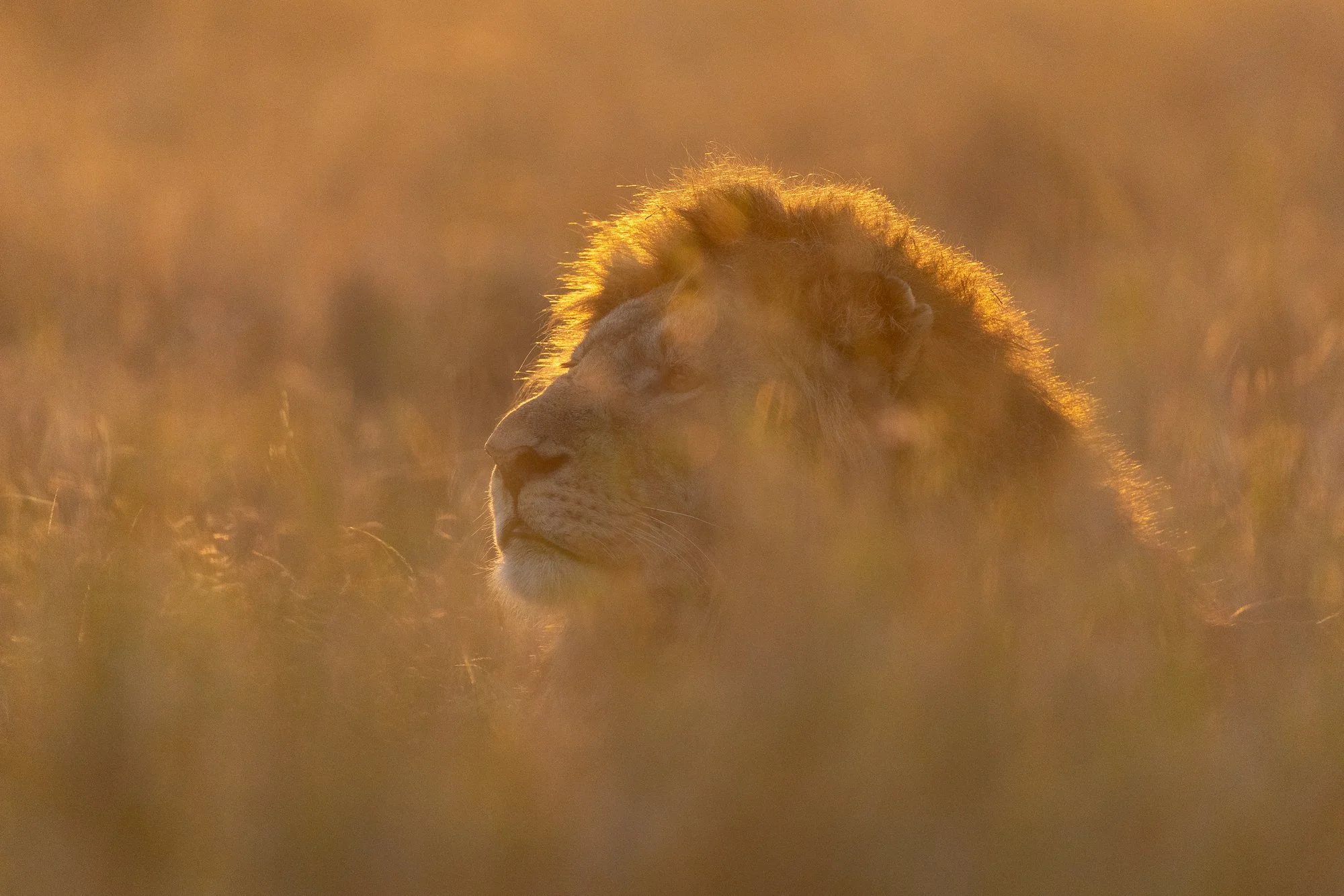 Male lion in the Serengeti grass