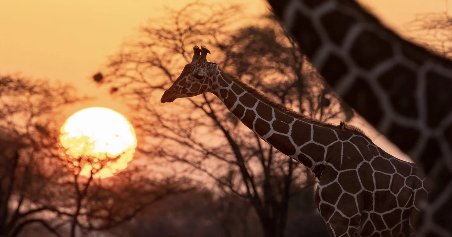 Reticulated giraffes and the sunrise.