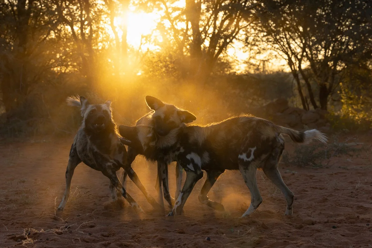 Wild dogs play at sunset in the Kalahari's Tswalu Game Reserve