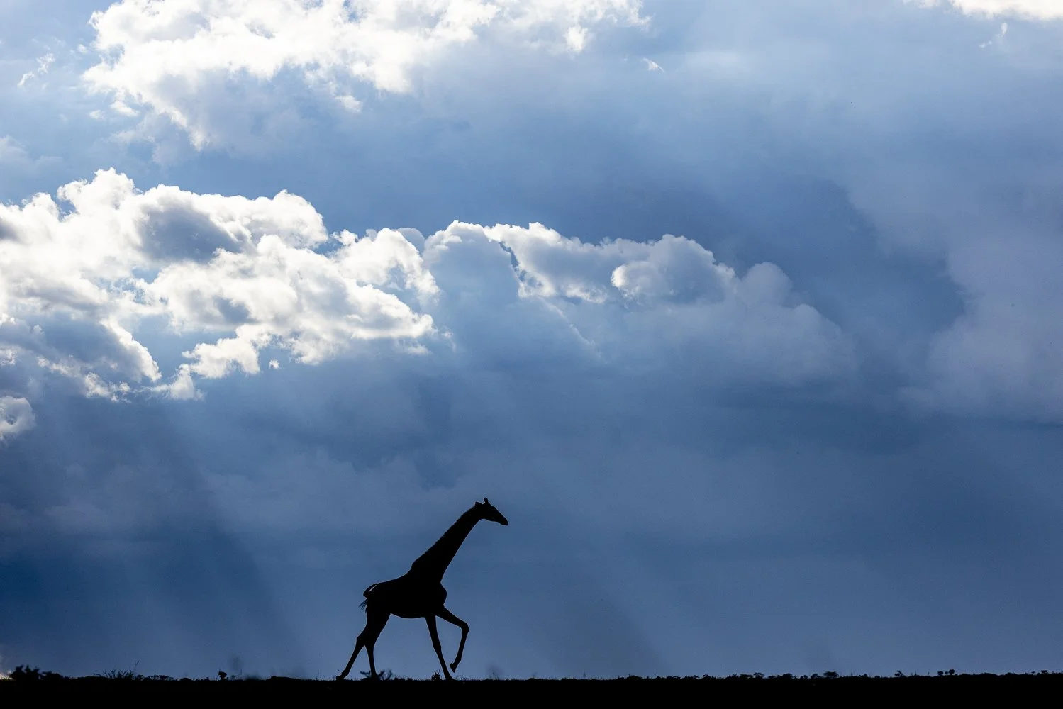 Silhouette of a giraffe walking on the ground with a sky filled with clouds in the background.