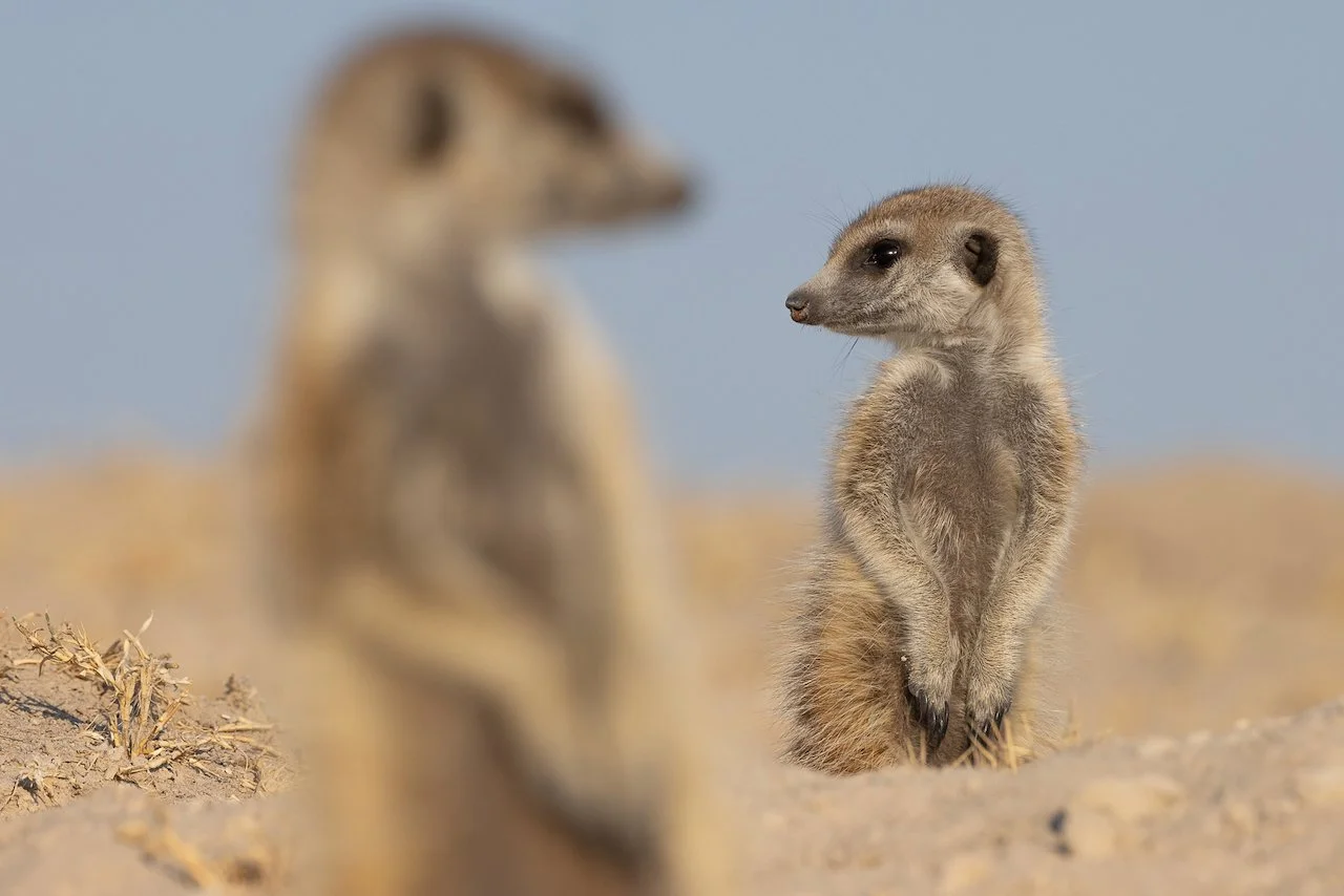 Two meerkats in a desert landscape, one in the background in focus, the other blurred in the foreground.