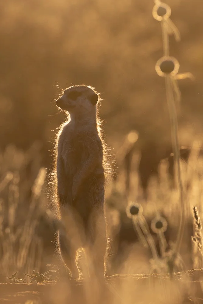 A meerkat keeps lookout at dusk in the Kalahari's Tswalu Game Reserve