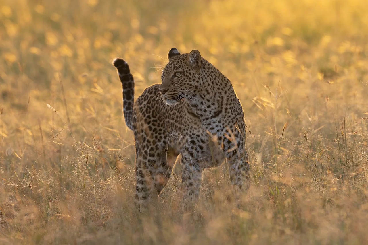 A female leopard walking through tall grass under a warm, golden sunrise.