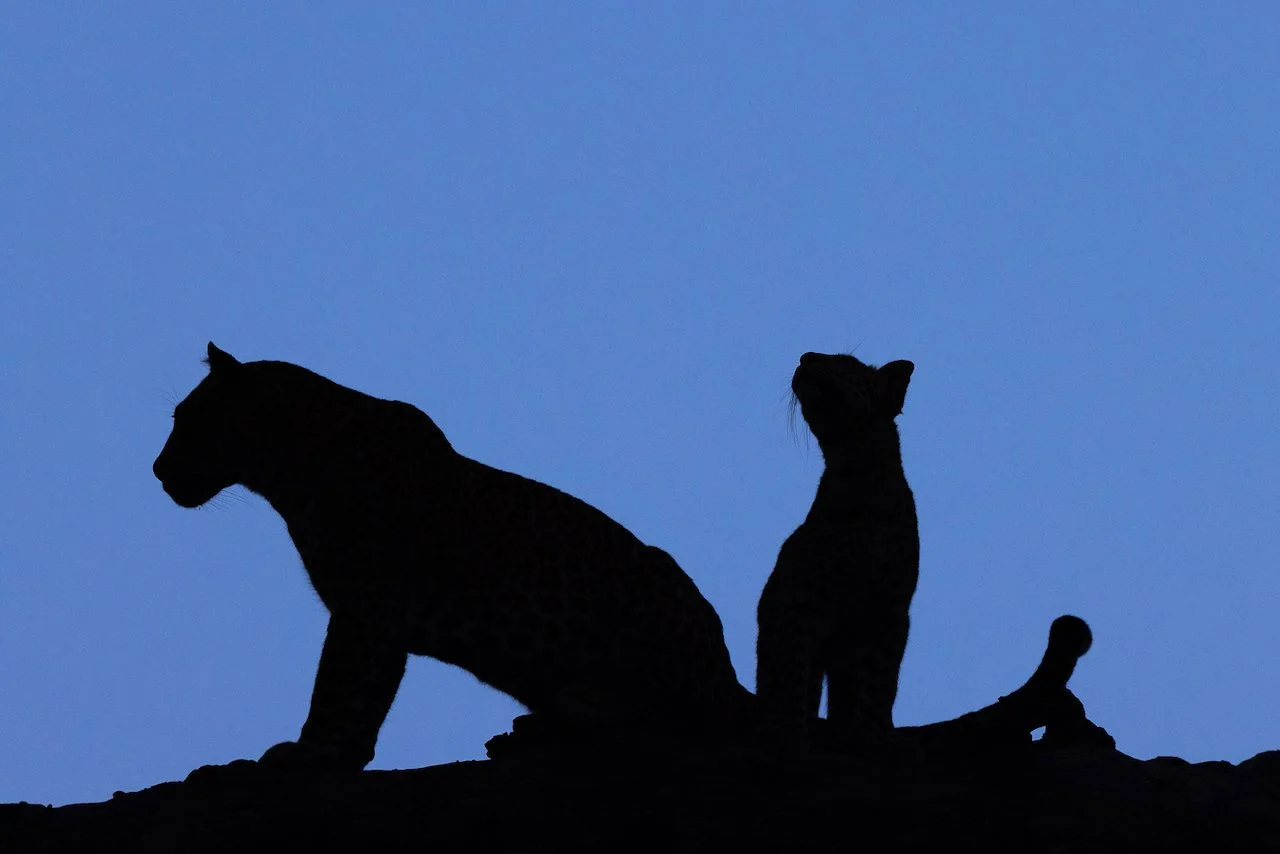 A mother leopard and cub silhouetted on a branch in the blue dawn of Mashatu.
