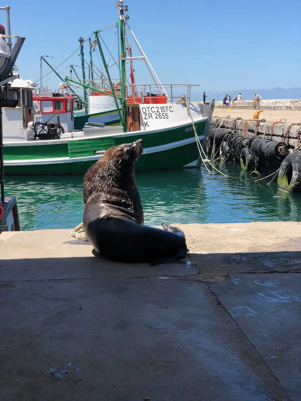 A cape fur seal enjoys the sun in Cape Town's Fish Hoek harbour.
