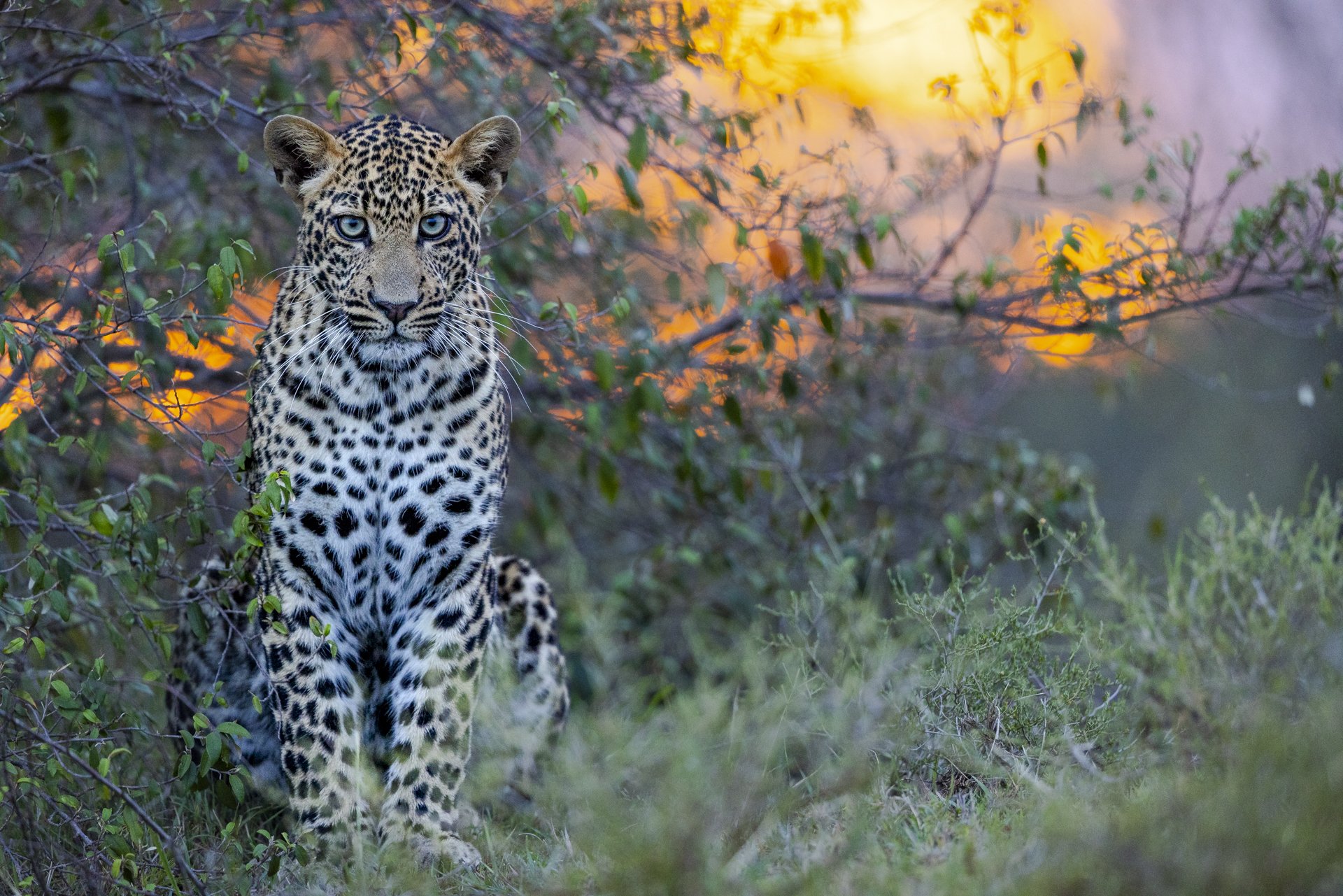 A young male leopard locks blue eyes forward as the sun sets in the background of Mara North Conservancy.