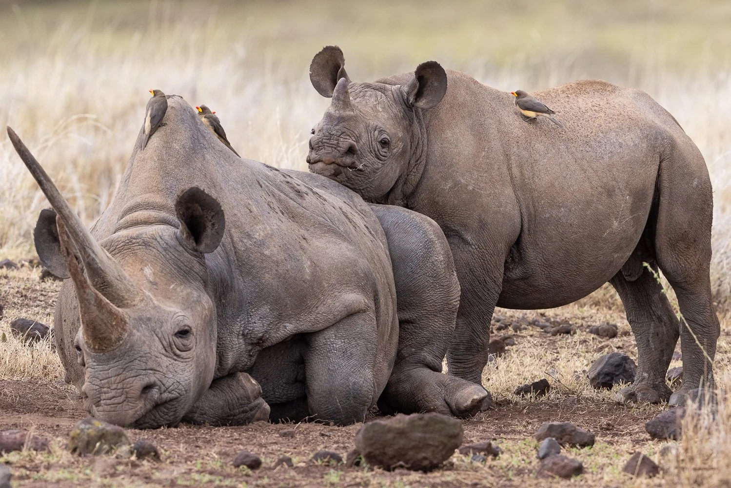 Large horn black rhino mum and calf relax on the ground together in Lewa.