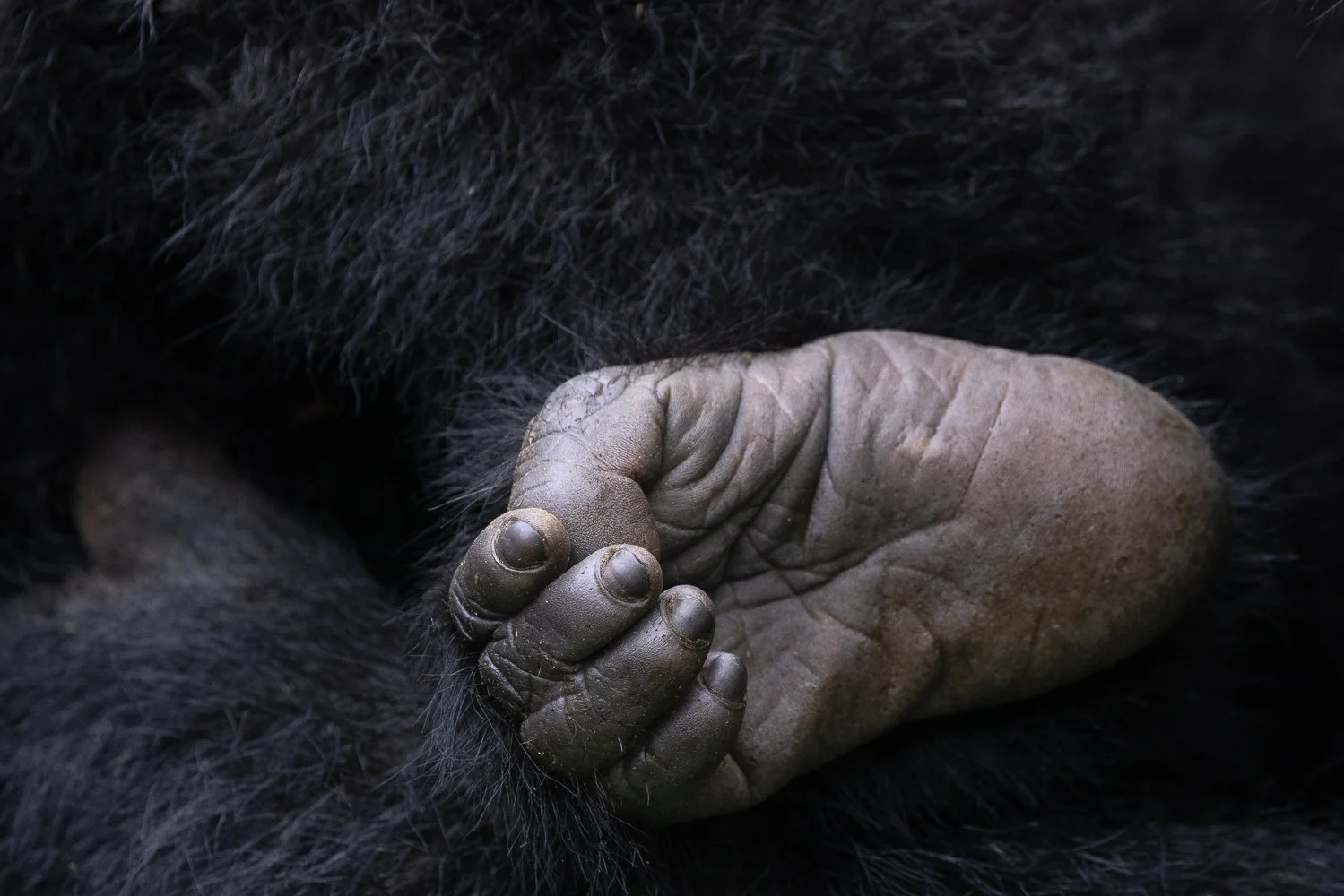 A young gorilla foot in Rwanda