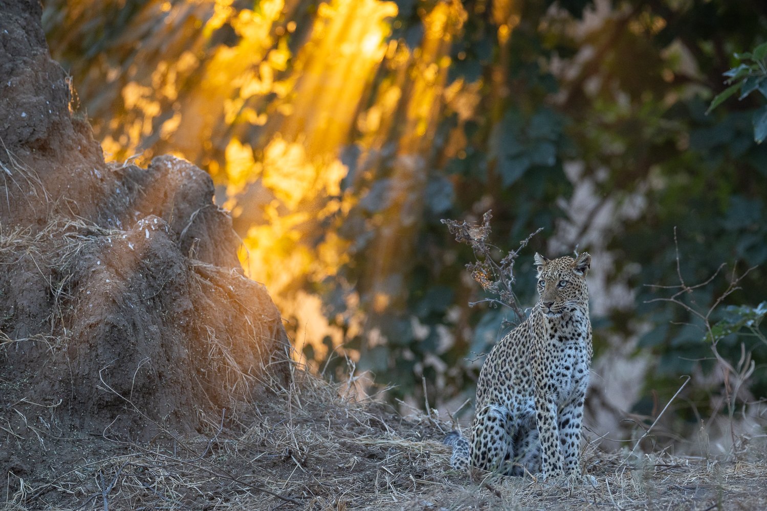 Shafts of golden light filter through the Lower Zambezi forest onto a leopard sitting down.