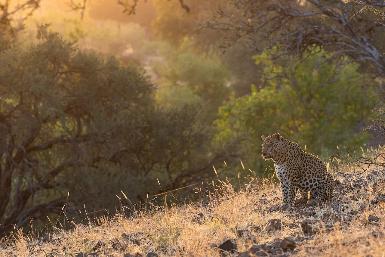 A leopard sitting on dry grass in a sunlit savannah of Mashatu with trees in the background.