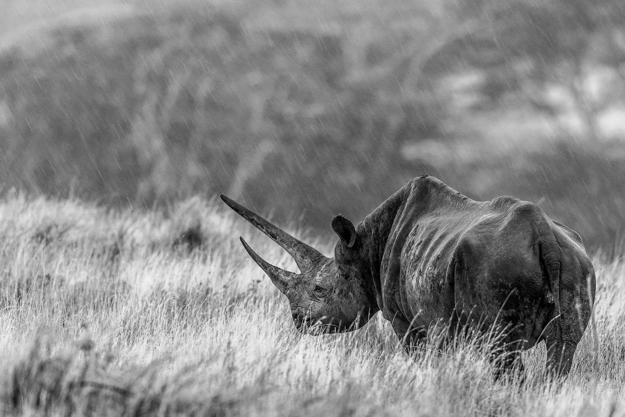Black rhino with large horns in the rain. Black and white