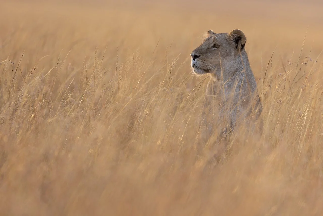 An alert lioness in the grassy plains of the Maasai Mara in Kenya