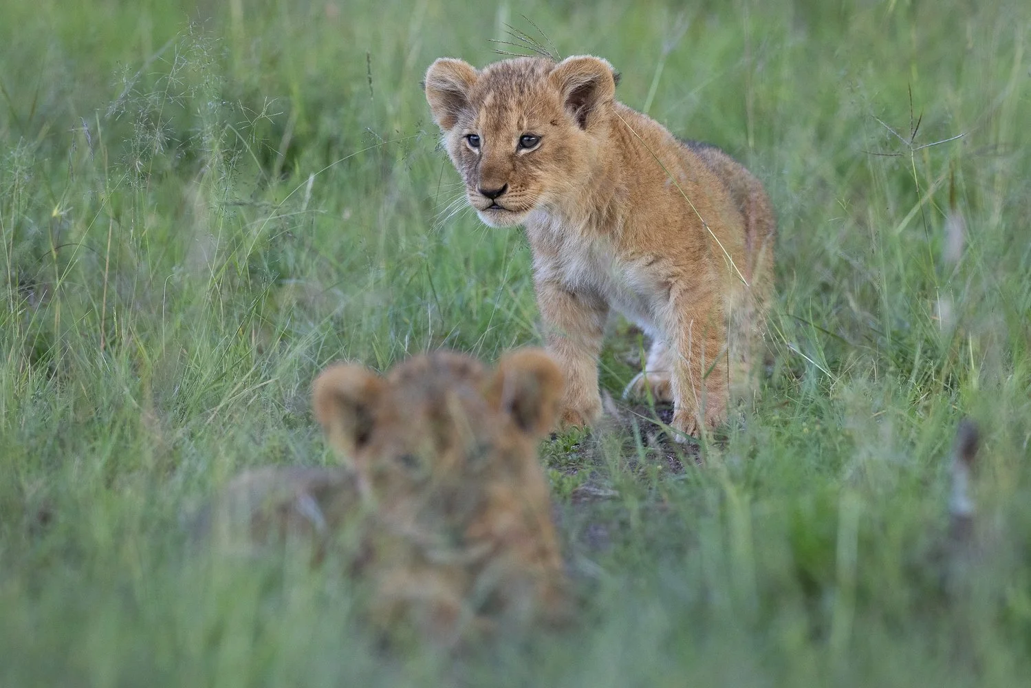 Two lion cubs in a grassy area, one standing and the other lying down, with the standing cub looking at the camera.
