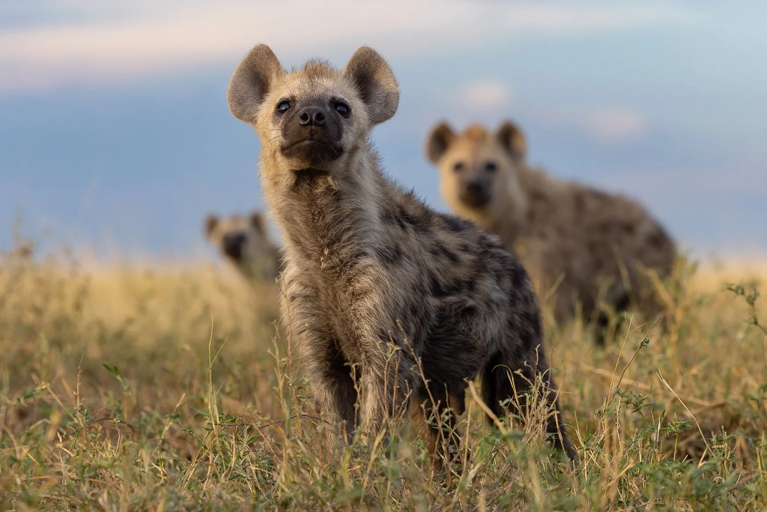 Curious young spotted hyena cubs in the Serengeti.
