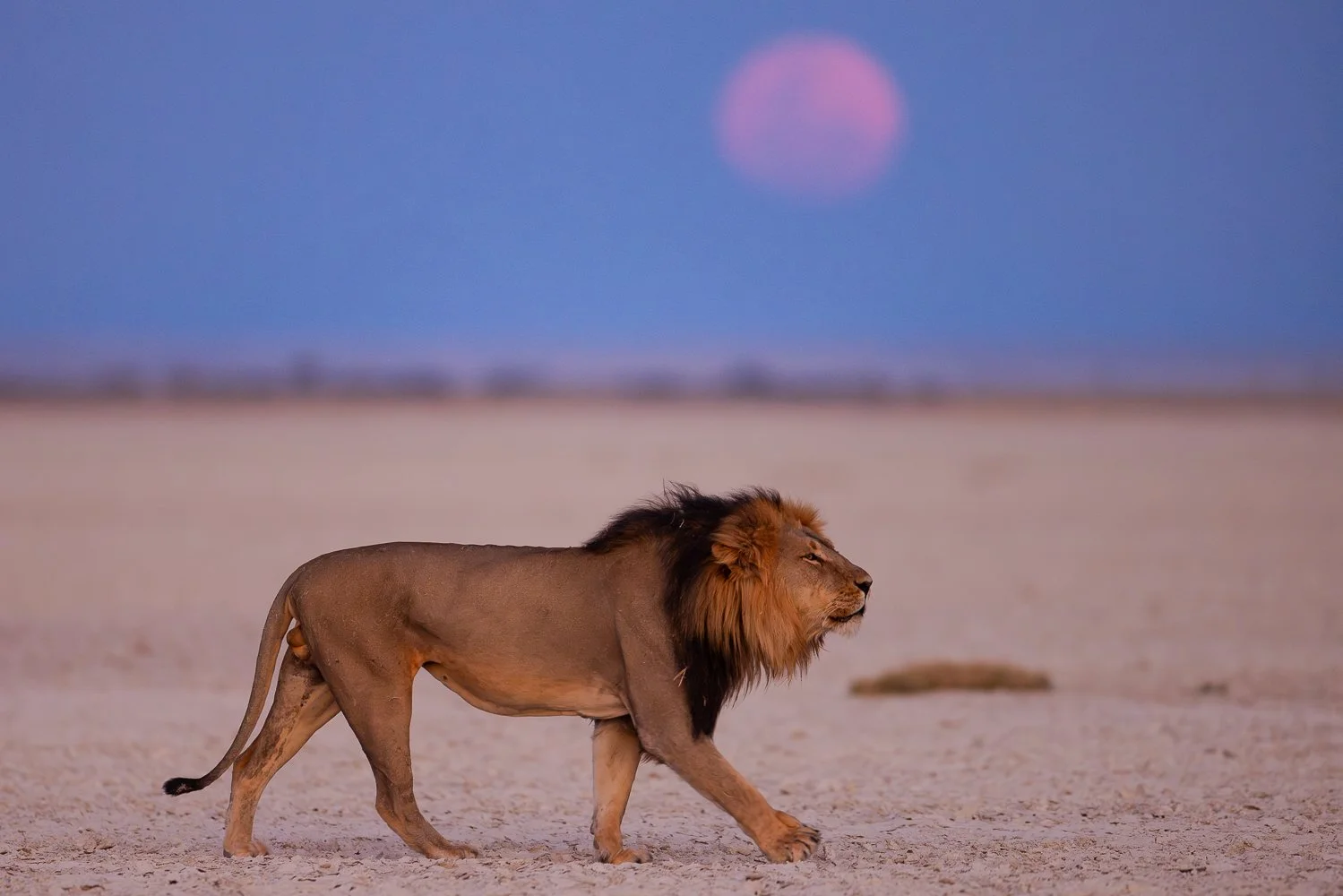 A lion walking across the salt pans of Makgadigadi with a large pink moon in the sky.
