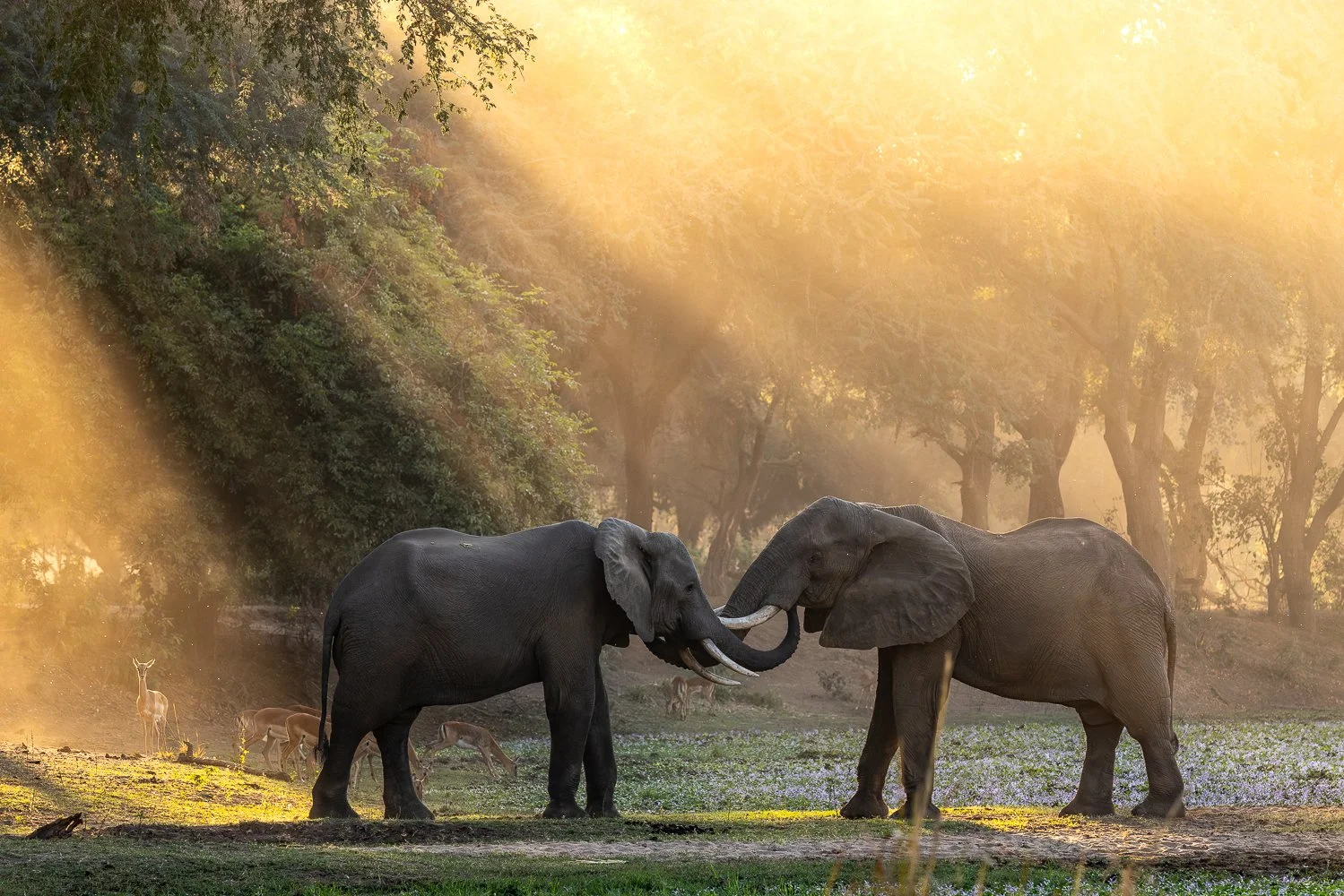 Rays of golden sun filter through the Lower Zambezi forests onto two elephants