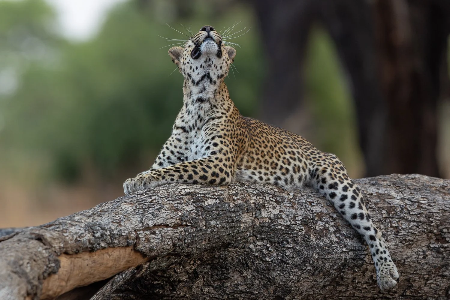 Leopard on a branch looks up and extends whiskers in South Luangwa