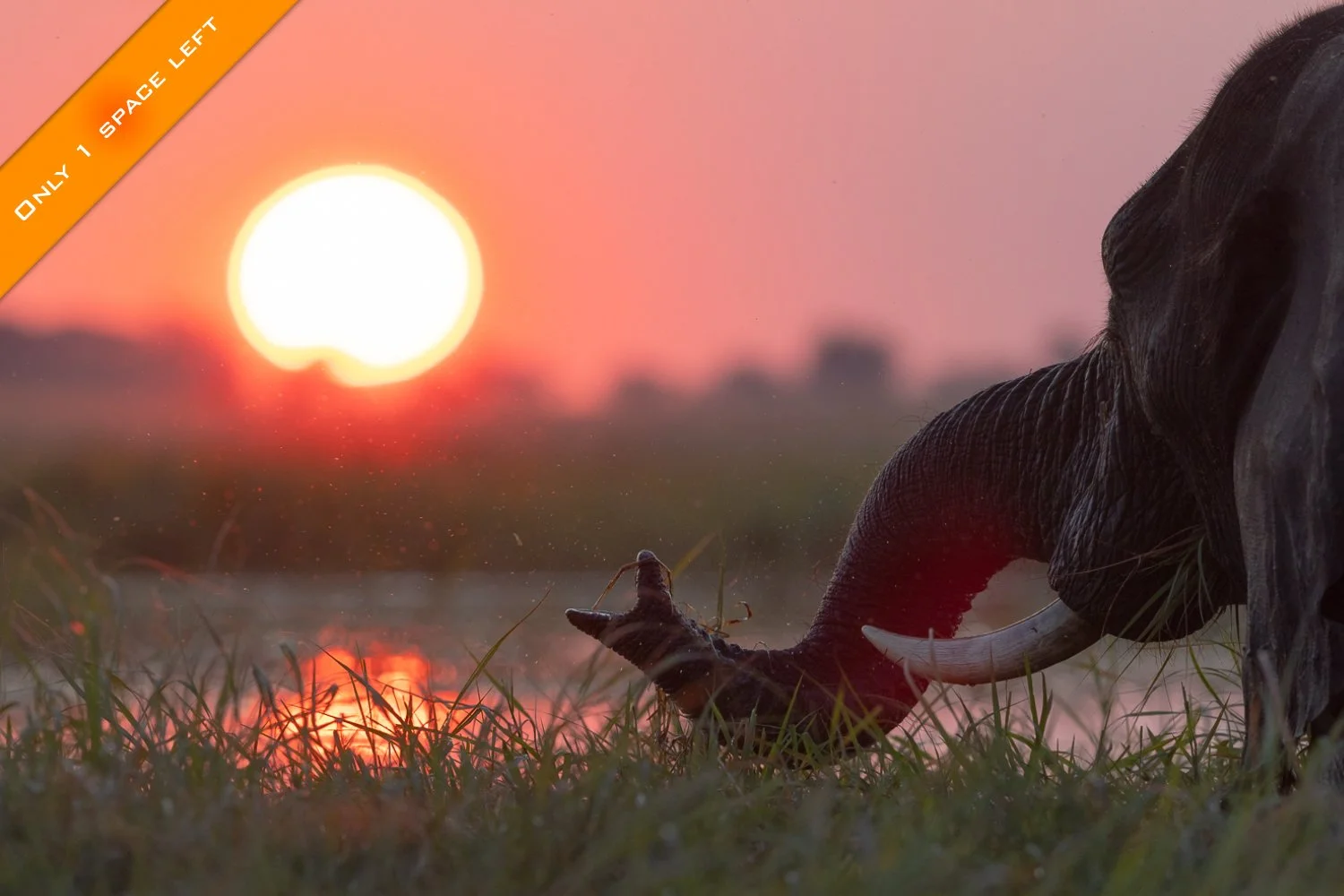 An elephant in the Chobe River at sunset