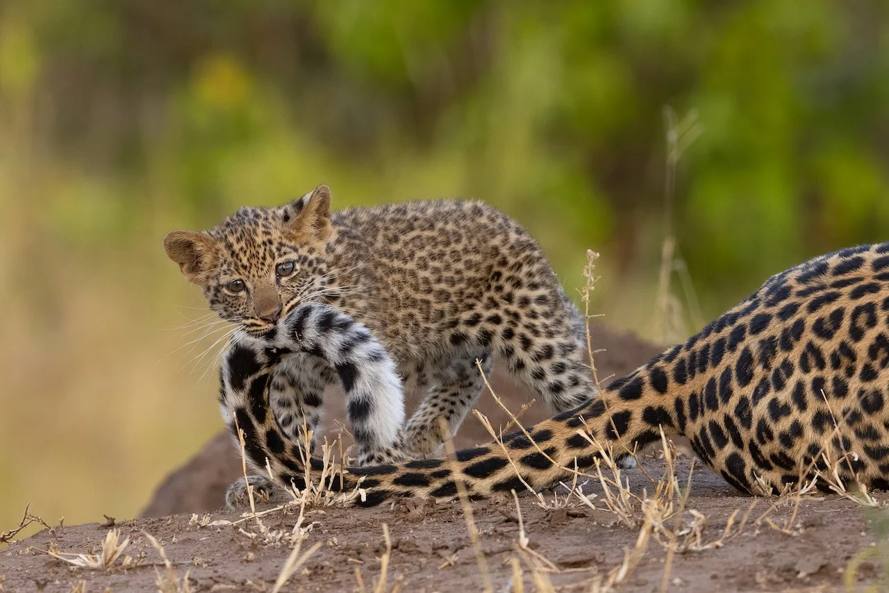 A young leopard cub playing with her mother's tail, on the ground in a grassy, wooded area of Mashatu.