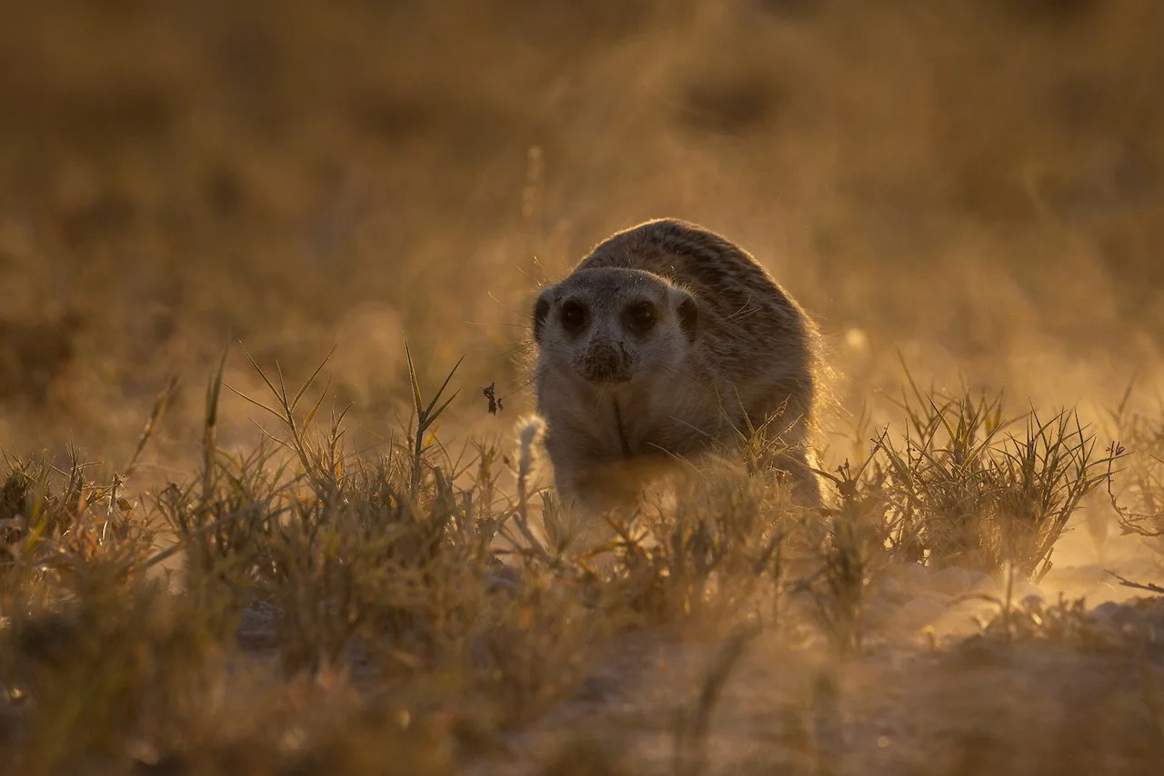 A meerkat on the ground in a grassy area of Makgadikgadi, with a warm, golden backlit background.