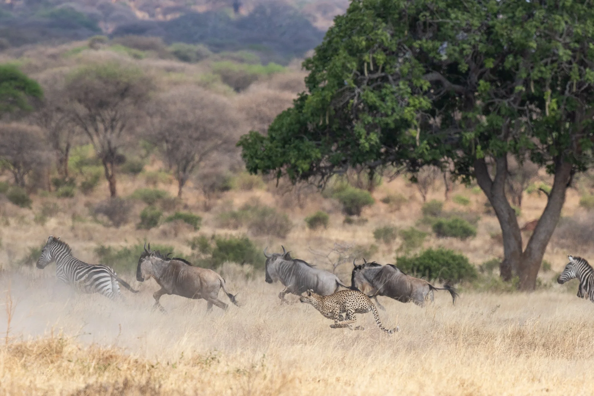 Cheetah chasing wildebeest